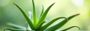 Aloe vera et allergie au latex : lien et prcautions